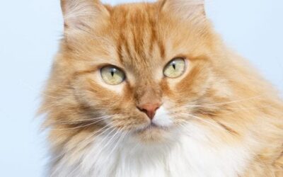 Freelance features: Writing about furry friends