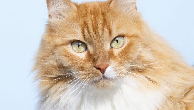 Freelance features: Writing about furry friends