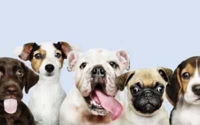 My amazing clients: Take A Lead | Doggy Day School